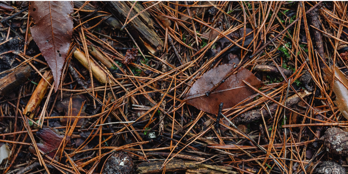 Pine needles